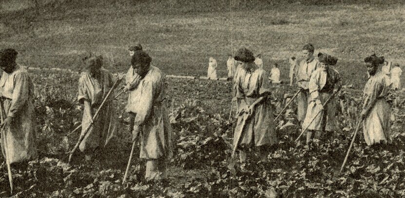 Photograph of a group of women gardening