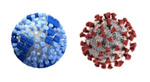Illustrations of influenza virus and coronavirus