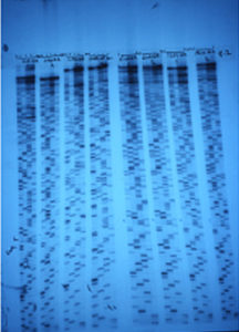 Genetic sequence of the virus