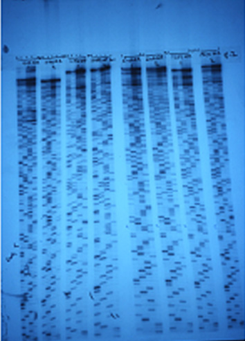 Genetic sequence of the virus