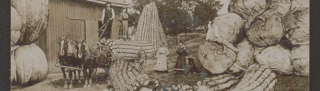 "Photomontage on exaggeration postcard shows three women and one man in front of barn with horse and wagon and larger-than-life pumpkins, corn on the cob, and cabbages."